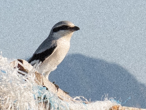 Chinese Grey Shrike (Lanius sphenocercus), photo 5