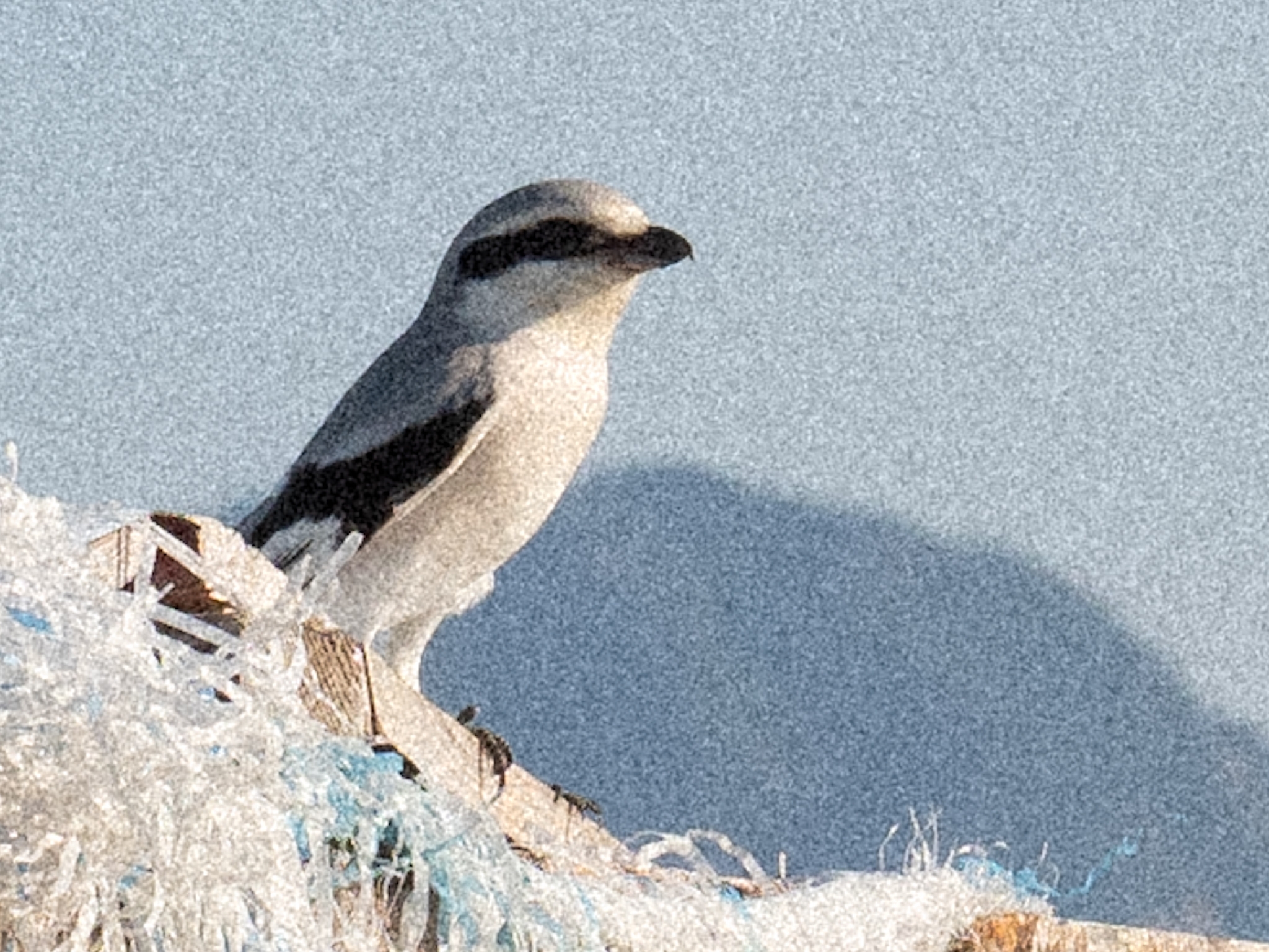 Chinese Grey Shrike illustration