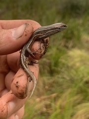 Pseudemoia pagenstecheri