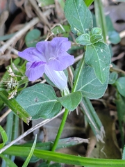 Ruellia prostrata
