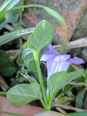 Ruellia prostrata