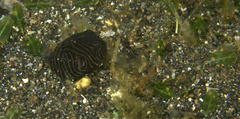 Arothron stellatus