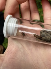 Textrix denticulata