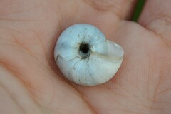 Xerolenta obvia