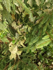 Solanales