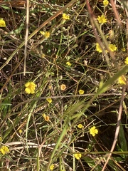 Croptilon divaricatum