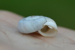 Xerolenta obvia