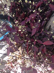 Alternanthera brasiliana