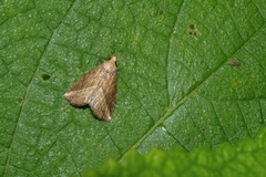 Luceria oculalis