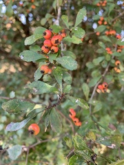 Crataegus spathulata