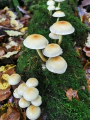 Hypholoma