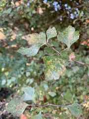 Crataegus spathulata