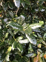 Ilex cornuta