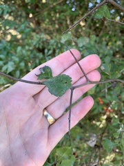 Crataegus spathulata