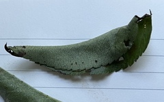 Sparganothis sulfureana