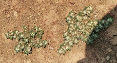 Guilleminea densa