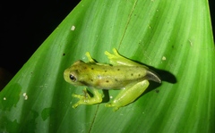 Espadarana prosoblepon