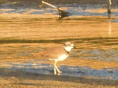 Charadrius placidus