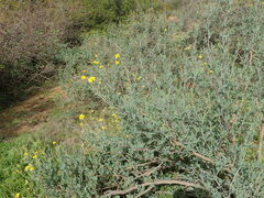 Othonna coronopifolia