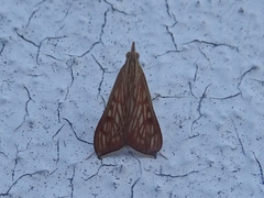Antigastra catalaunalis