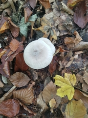 Clitocybe nebularis
