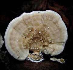 Trametes suaveolens