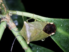 Acanthosoma labiduroides