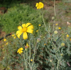 Othonna coronopifolia