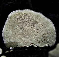 Trametes suaveolens