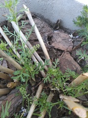 Lepidium bonariense