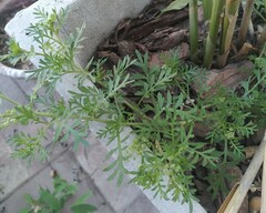 Lepidium bonariense