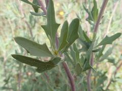 Othonna coronopifolia