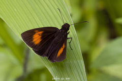 Koruthaialos rubecula