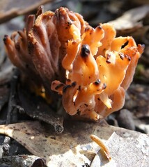 Clavulina vinaceocervina