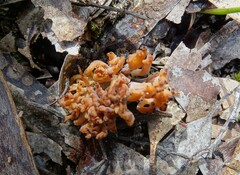 Clavulina vinaceocervina