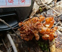 Clavulina vinaceocervina