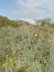 Othonna coronopifolia