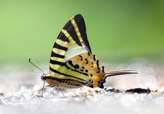 Graphium antiphates