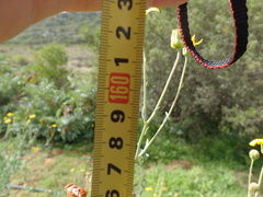 Othonna coronopifolia