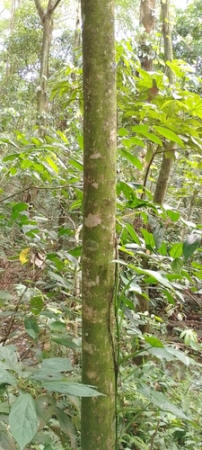 Pourouma bicolor, 2022-10-14