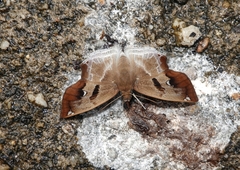 Odontoptilum angulata