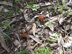 Clavulina vinaceocervina