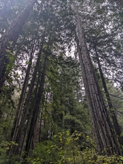 Sequoia sempervirens