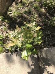 Populus alba