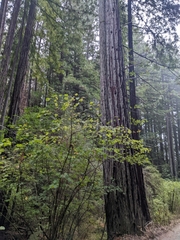 Sequoia sempervirens