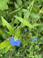 Commelina
