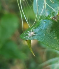 Anyphaena accentuata