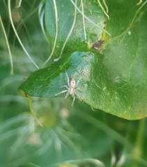Anyphaena accentuata