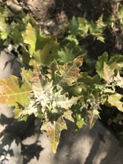 Populus alba