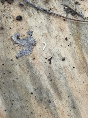 Symphyla